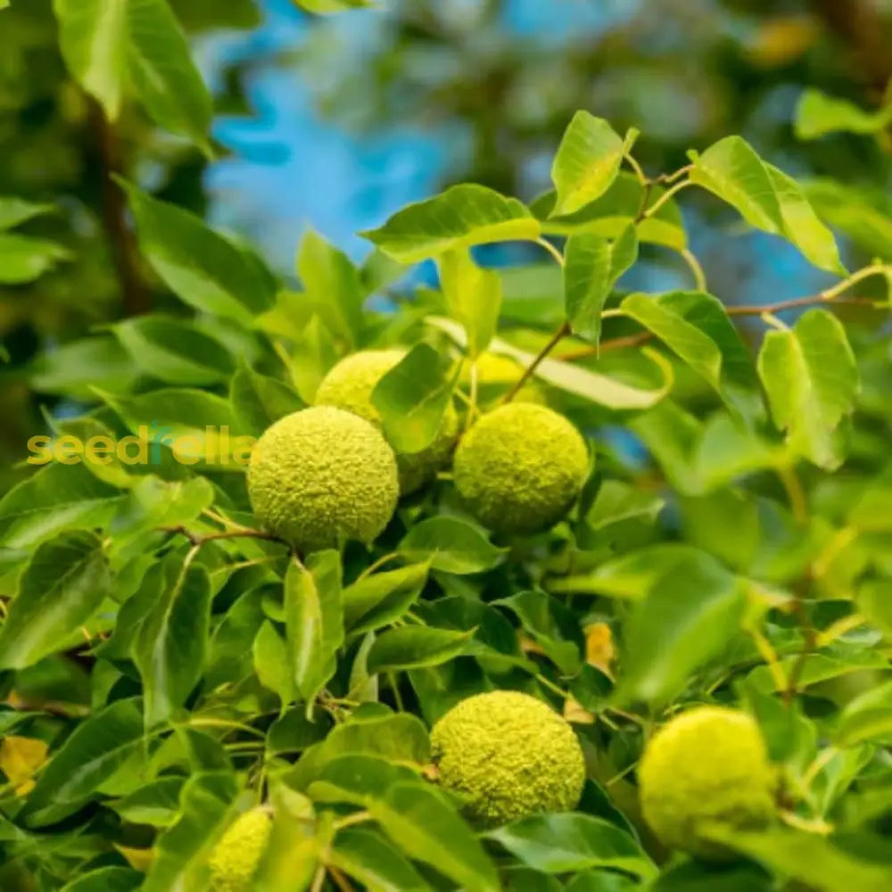 Osage Fruit Seeds for Planting Hardy & Drought-Resistant Tree Seeds