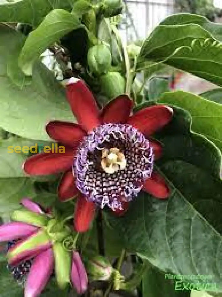 Passiflora Alata Fruit Seeds Planting 1 pcs