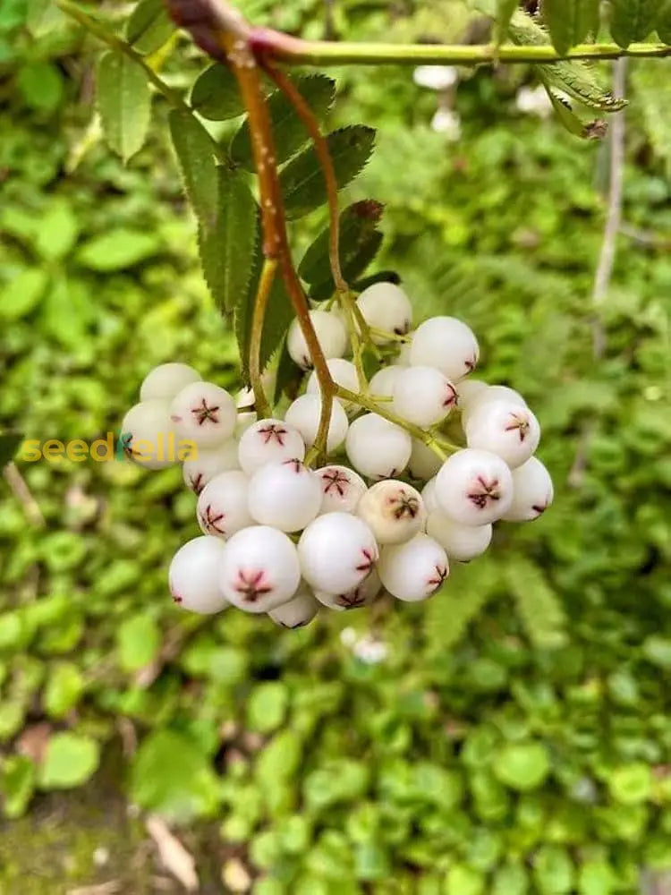 White Arbutus Bayberry Fruit Seeds for Planting