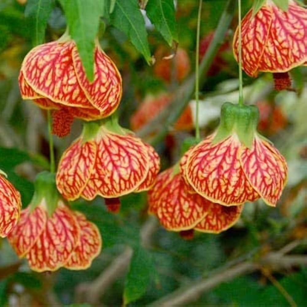 Non-GMO Abutilon Hybridum Plants