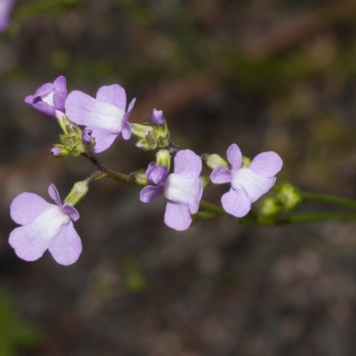 Blue Toadflax Flower Seeds (Linaria Canadensis)