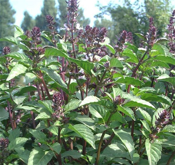 plant with aromatic seeds Ocimum Gratissimum Herb Seeds for Planting – Heirloom, Non-GMO, Easy t – Pure Asia Seeds