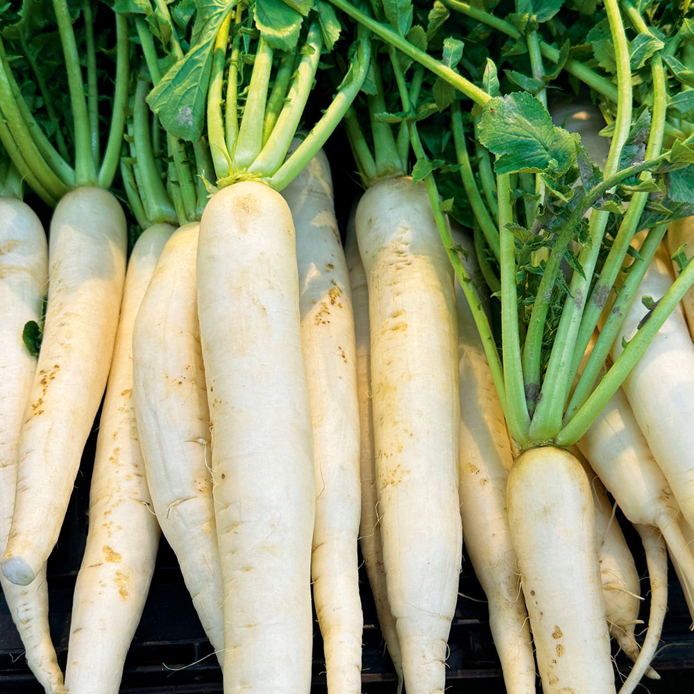 planting daikon seeds Daikon Radish Vegetable Seeds for Planting – Heirloom, Non-GMO, Easy t – Pure Asia Seeds