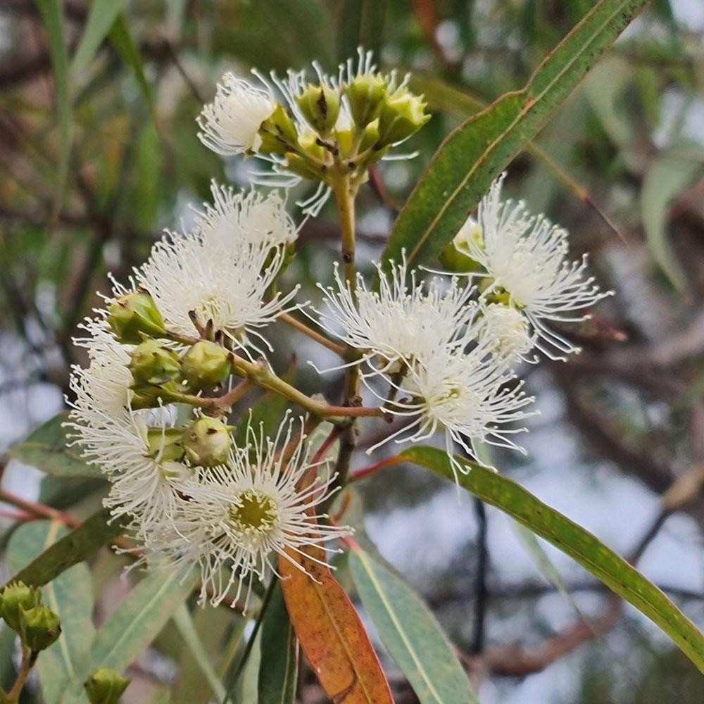 Eucalyptus Radiata Tree Seeds for Planting – Heirloom, Non-GMO, Aromatic, Fast-Growing