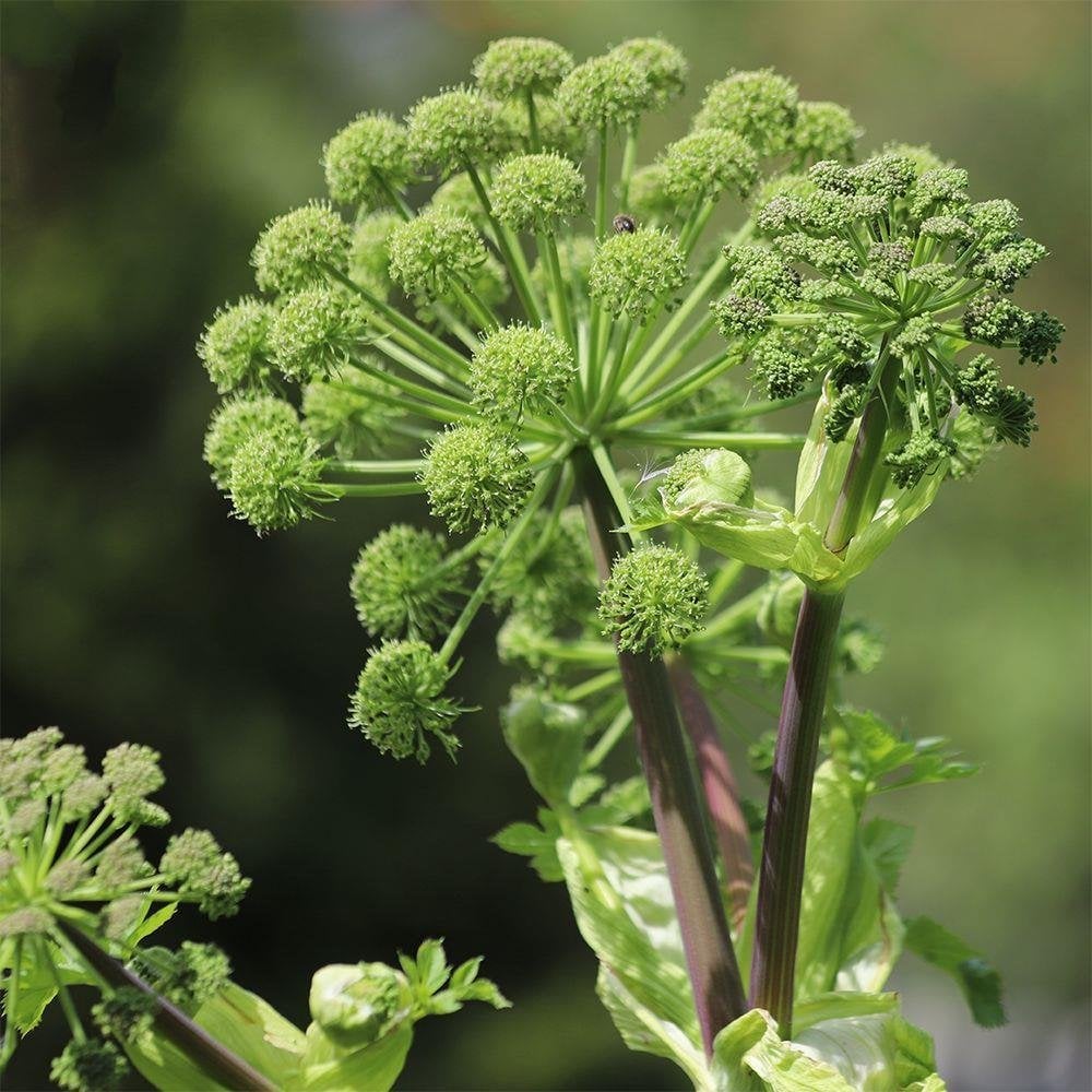 Semi di erba angelica