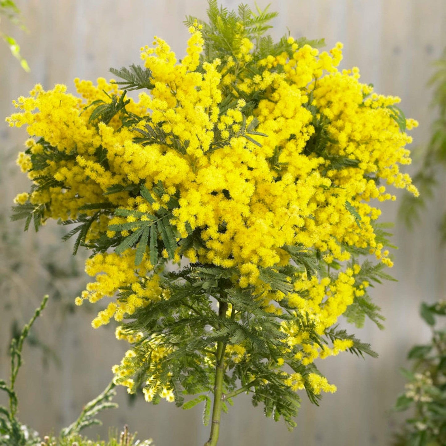 Golden Mimosa Flower Seeds