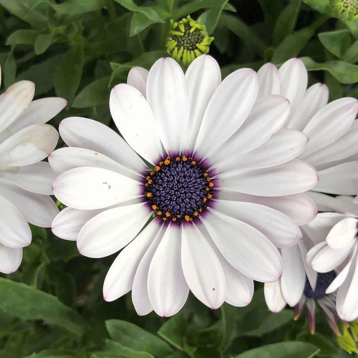 Osteospermum Flower seeds for Planting Cut Flower Favorite Heirloom & GMO Free Seeds for Home Garden
Sale for planting in home garden