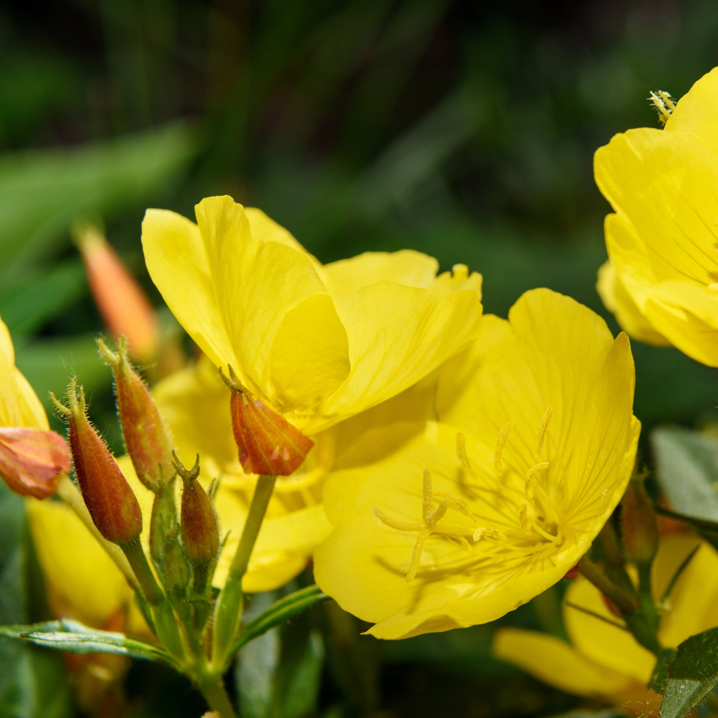 Evening Primrose Oenothera Lamarckiana Flower Seeds