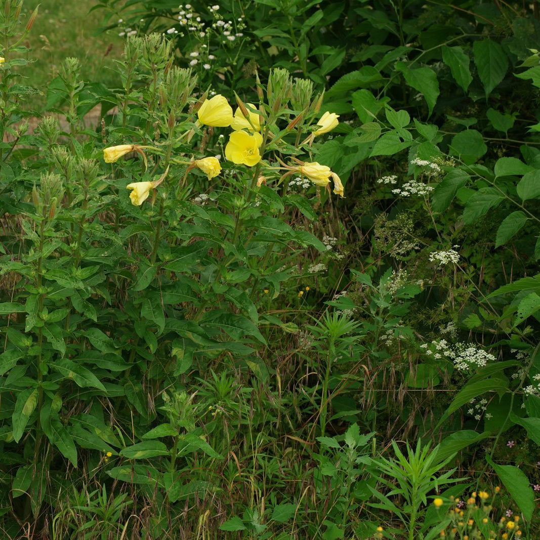 Oenothera Biennis Flower Seeds