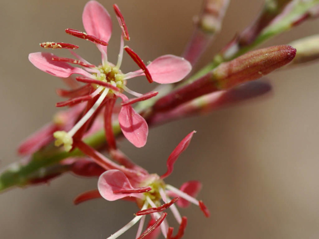 Semillas de flor de abeja escarlata