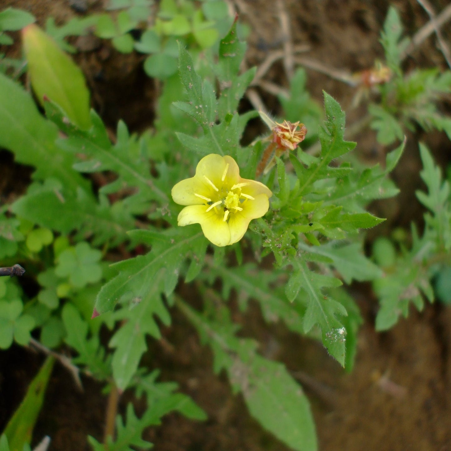 Semillas de flores de onagra de hoja cortada