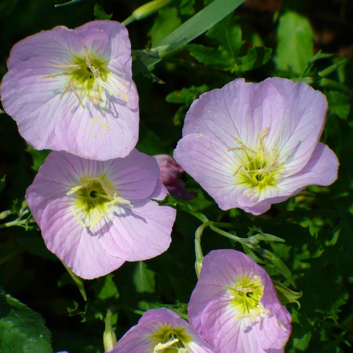 Mexican Evening Primrose Flower Seeds
