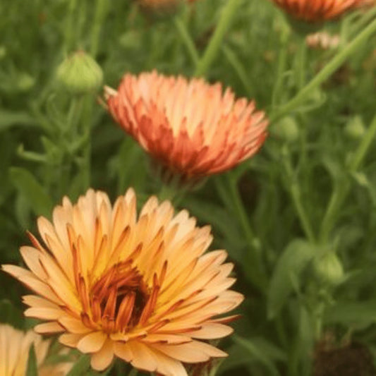 Calendula ‘Zeolights’ Flower Seeds for Planting – Heirloom, Non-GMO, Easy to Grow, Annual Blooms