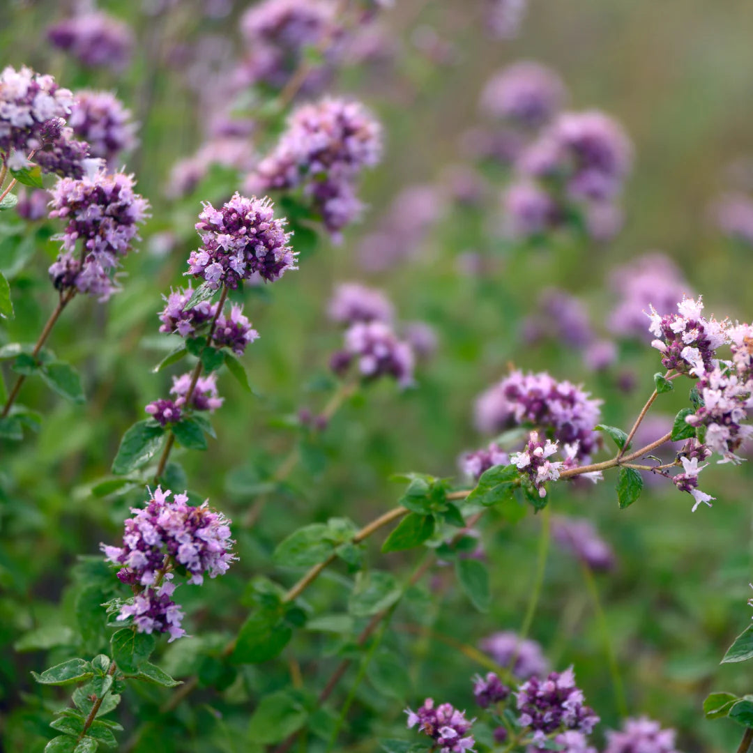 Origanum Vulgare Herb Seeds
