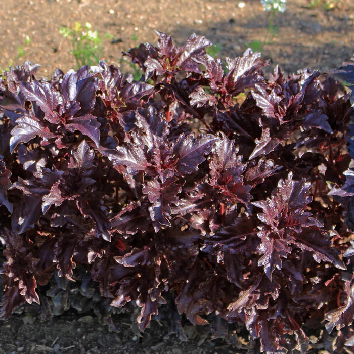 Semi di Erbe Basilico Fino Verde & Purple Ruffles