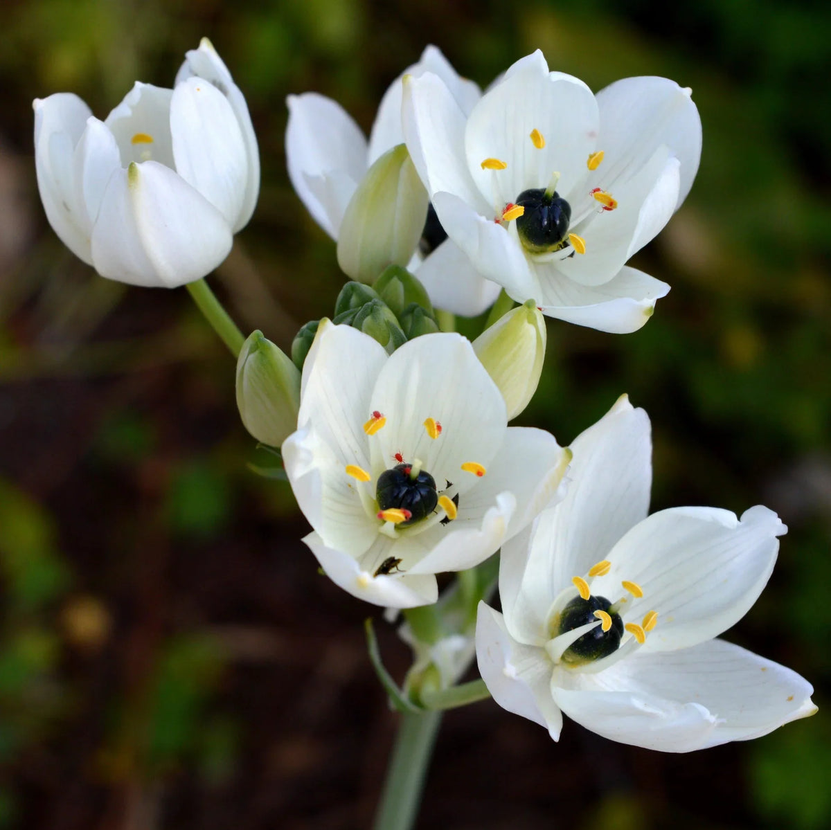 Star Bethlehem Flower seeds for Planting Vibrant Colors Heirloom & GMO Free Seeds for Home Garden
Sale seeds for home garden planting