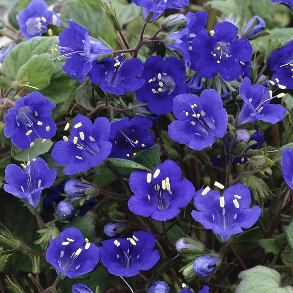 California Bluebell Flower Seeds