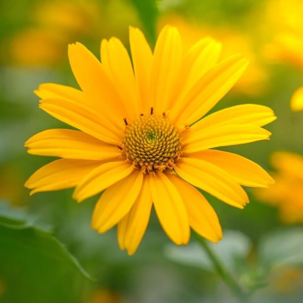 False Sunflower Seeds