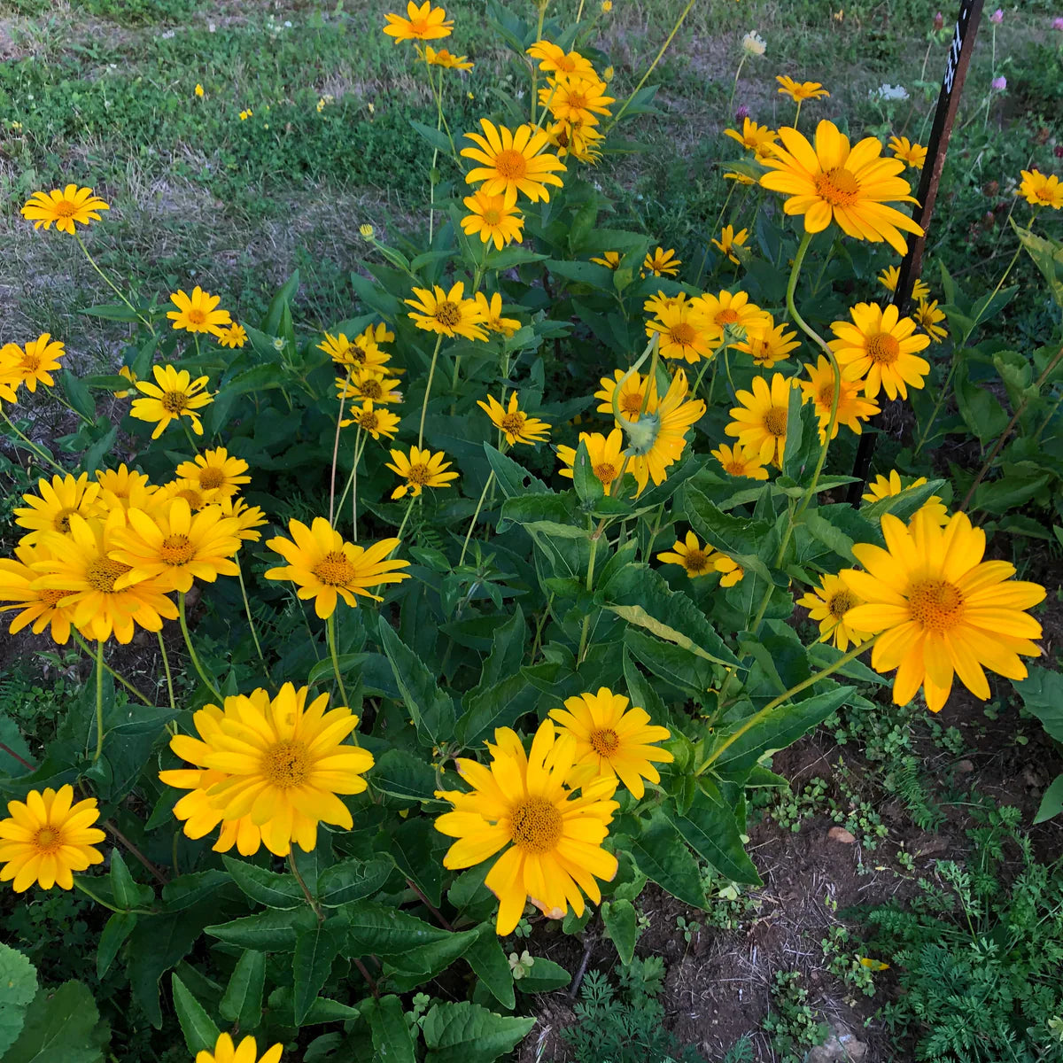 Falsche Sonnenblumensamen zum Pflanzen, sonnenliebende, alte Sorten & gentechnikfreie Samen für den Hausgarten