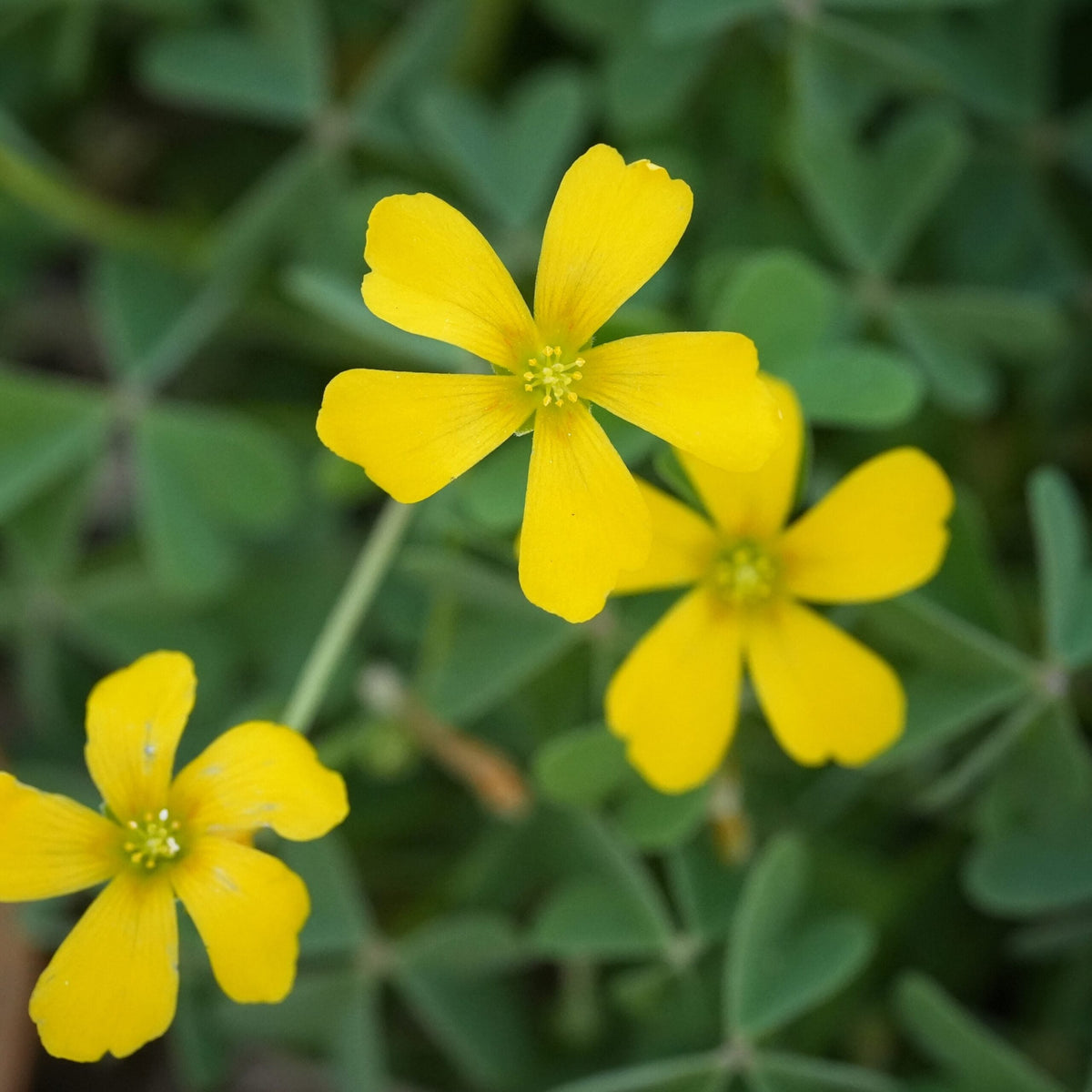 Yellow Oxalis Laciniata Flower seeds for Planting - Garden Favorite, Heirloom & GMO Free Seeds for Home Garden
Sale for planting in home garden