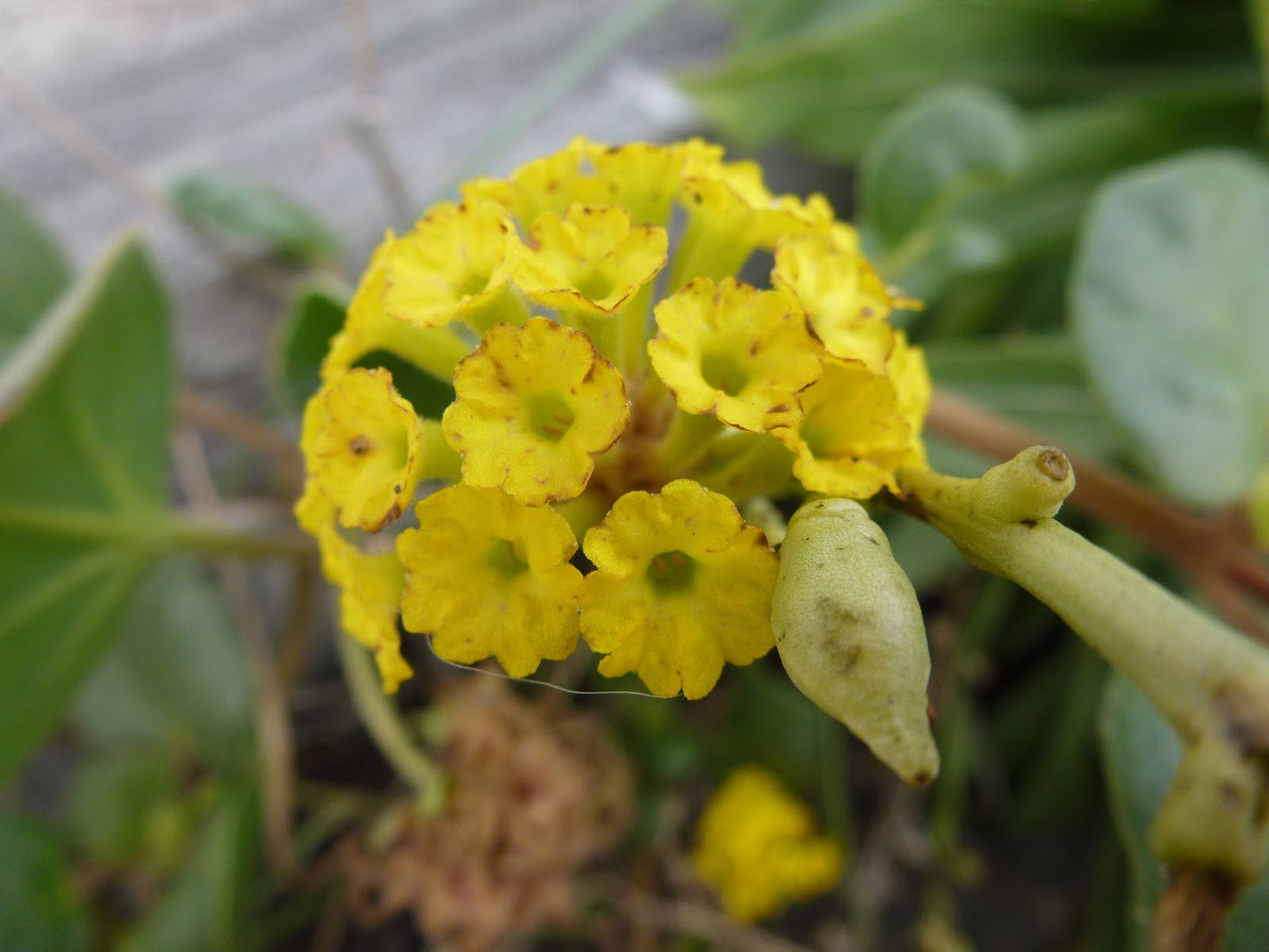 Yellow Sand Verbena Flower Seeds