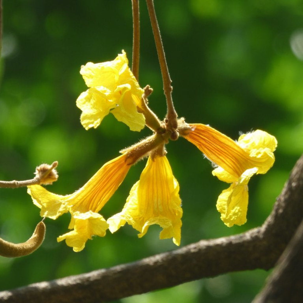 Handroanthus Chrysotrichus Flower Seeds