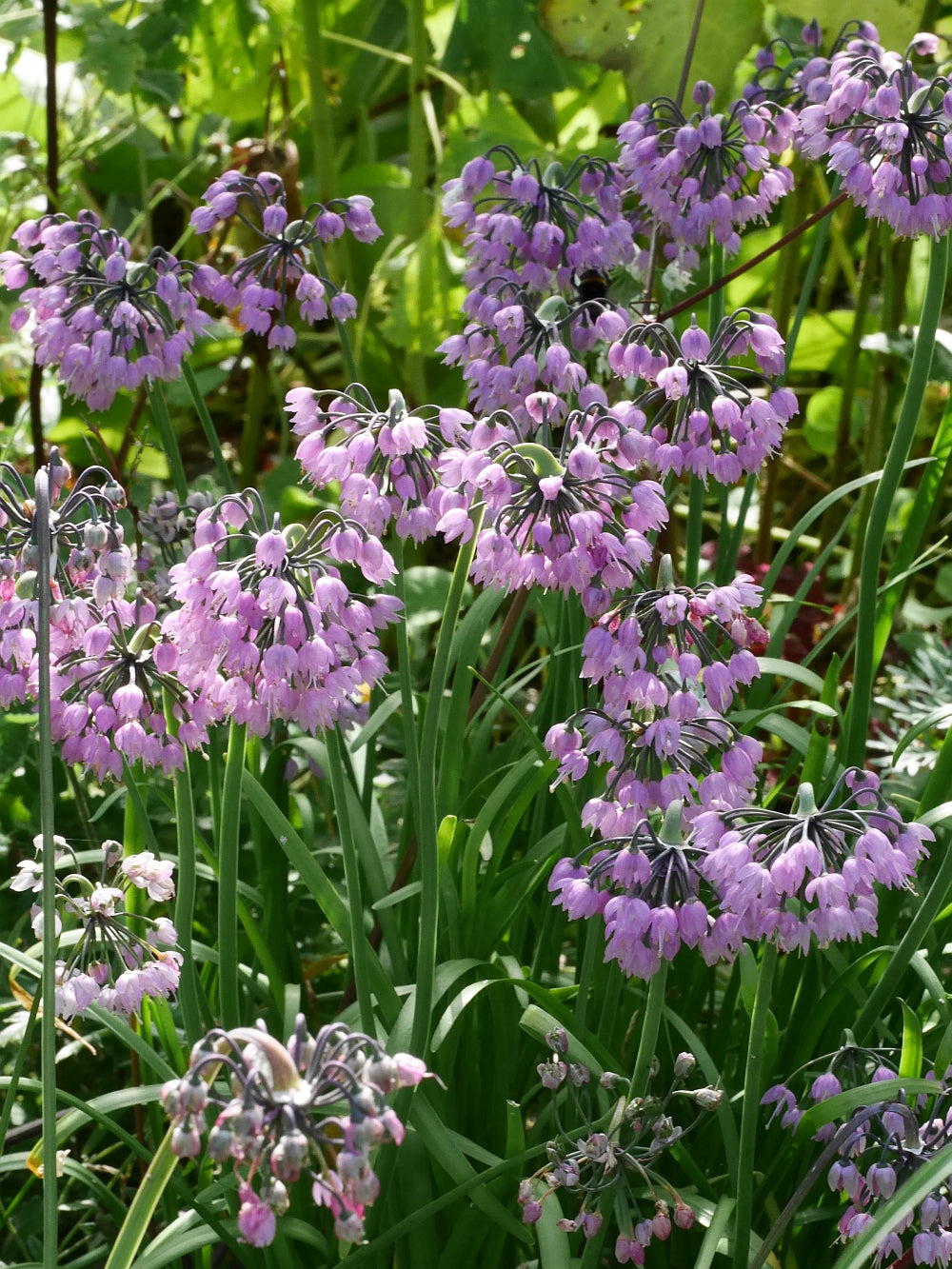 Allium Cernuum Vegetable Seeds