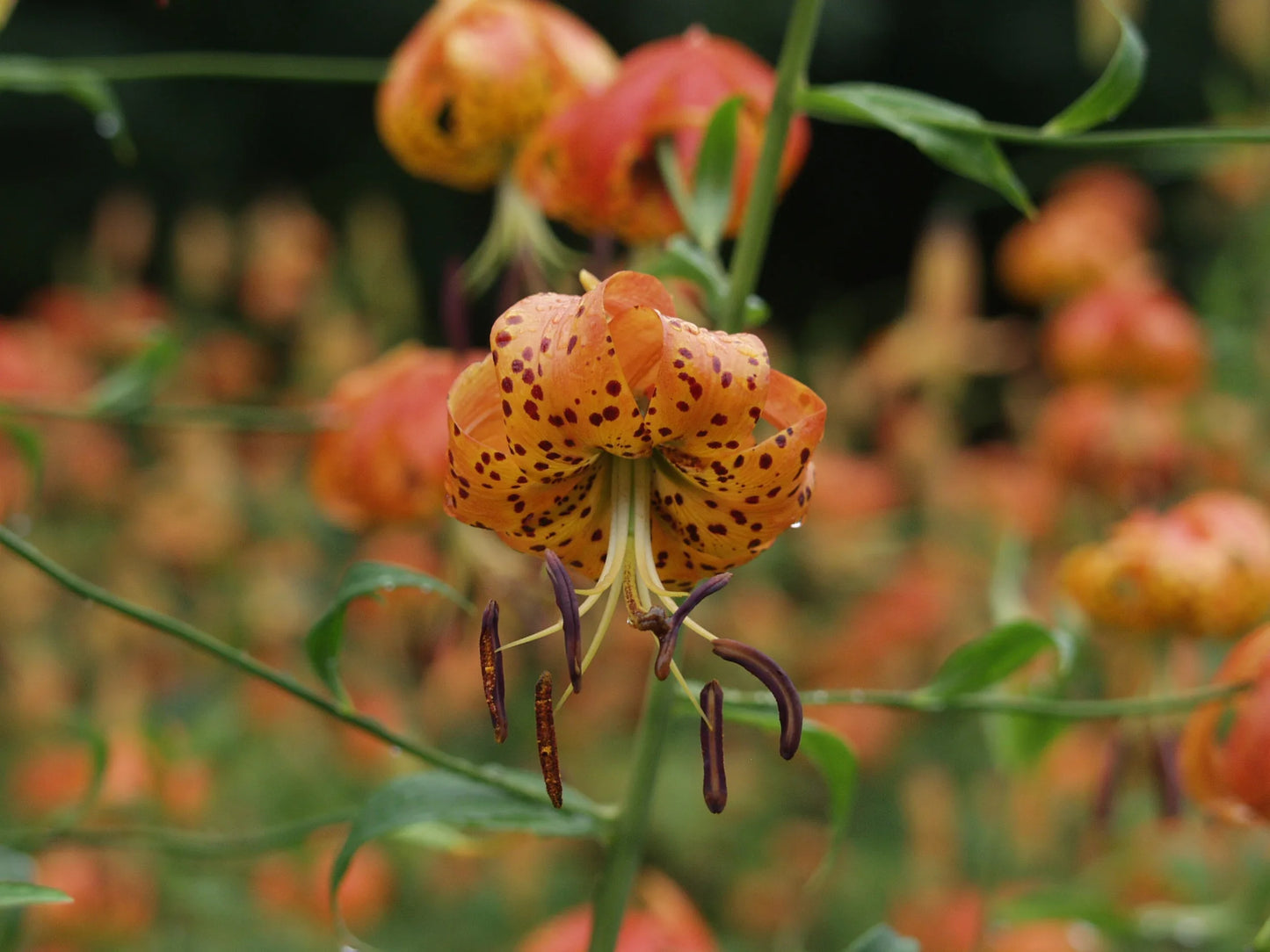 Orange Turk’s Cap Lily Flower Seeds