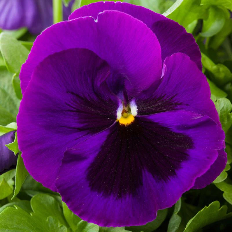 Pansy Violet Flower Seeds
