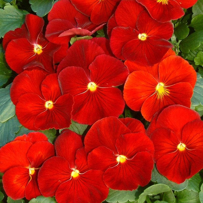 Red Pansy Flower Seeds