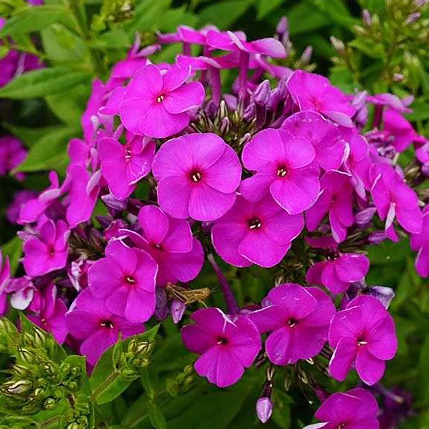 Purple Tall Phlox Flower Seeds