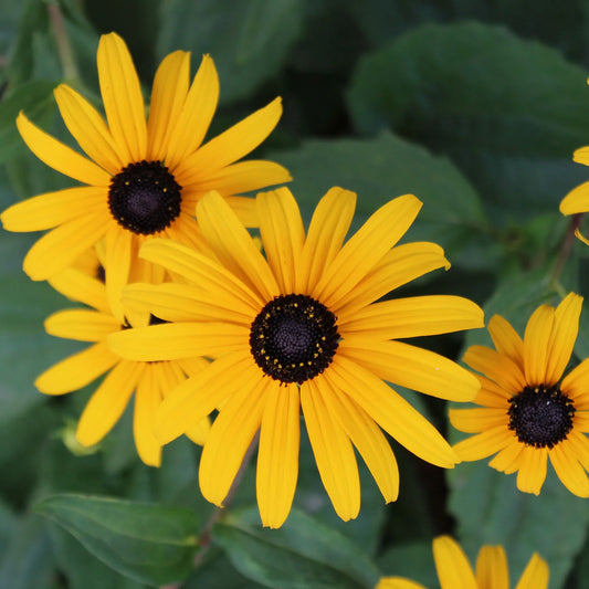 Black-Eyed Susan Flower Seeds for Planting – Heirloom, Non-GMO, Pollinator-Friendly, Perennial