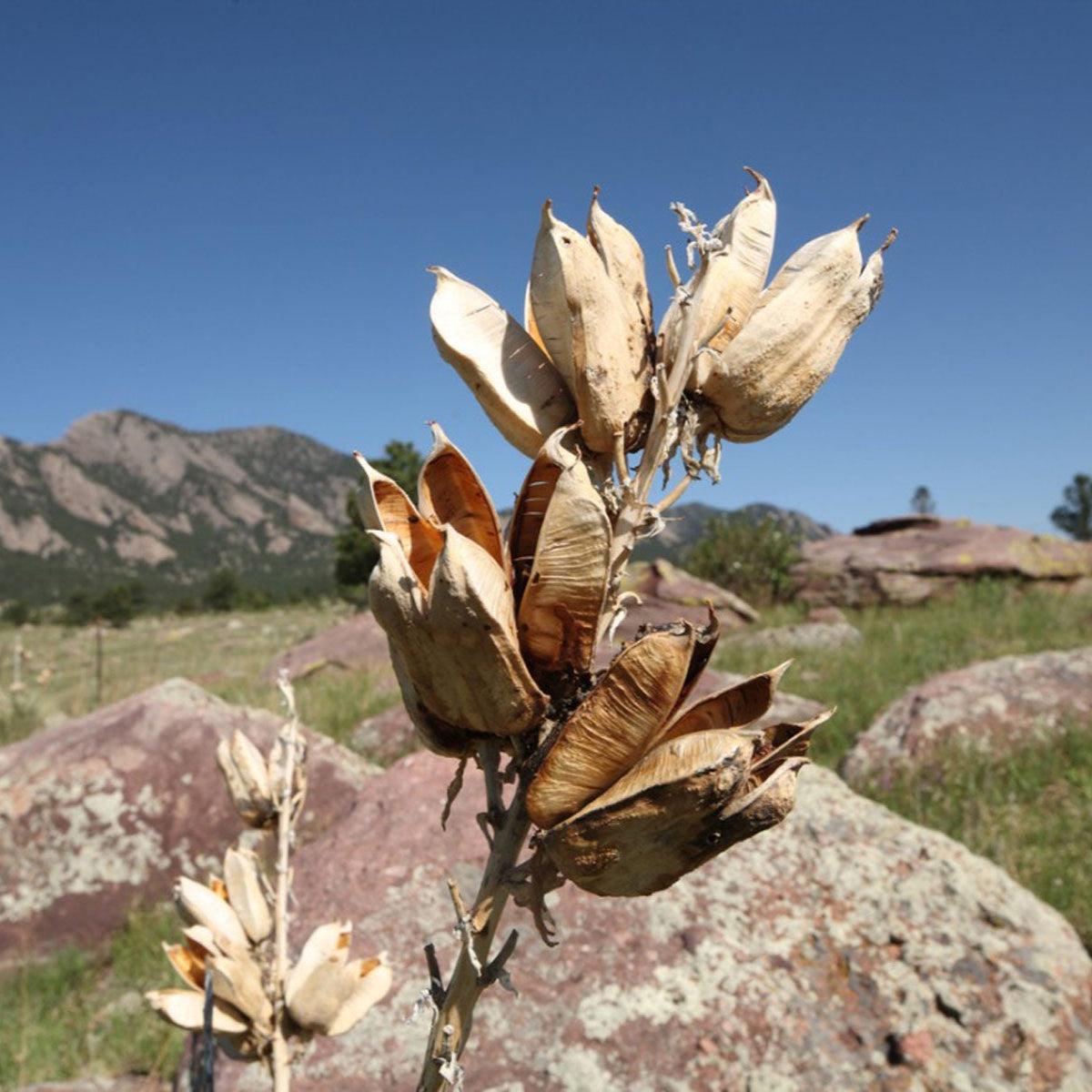 Graines de fleur de yucca