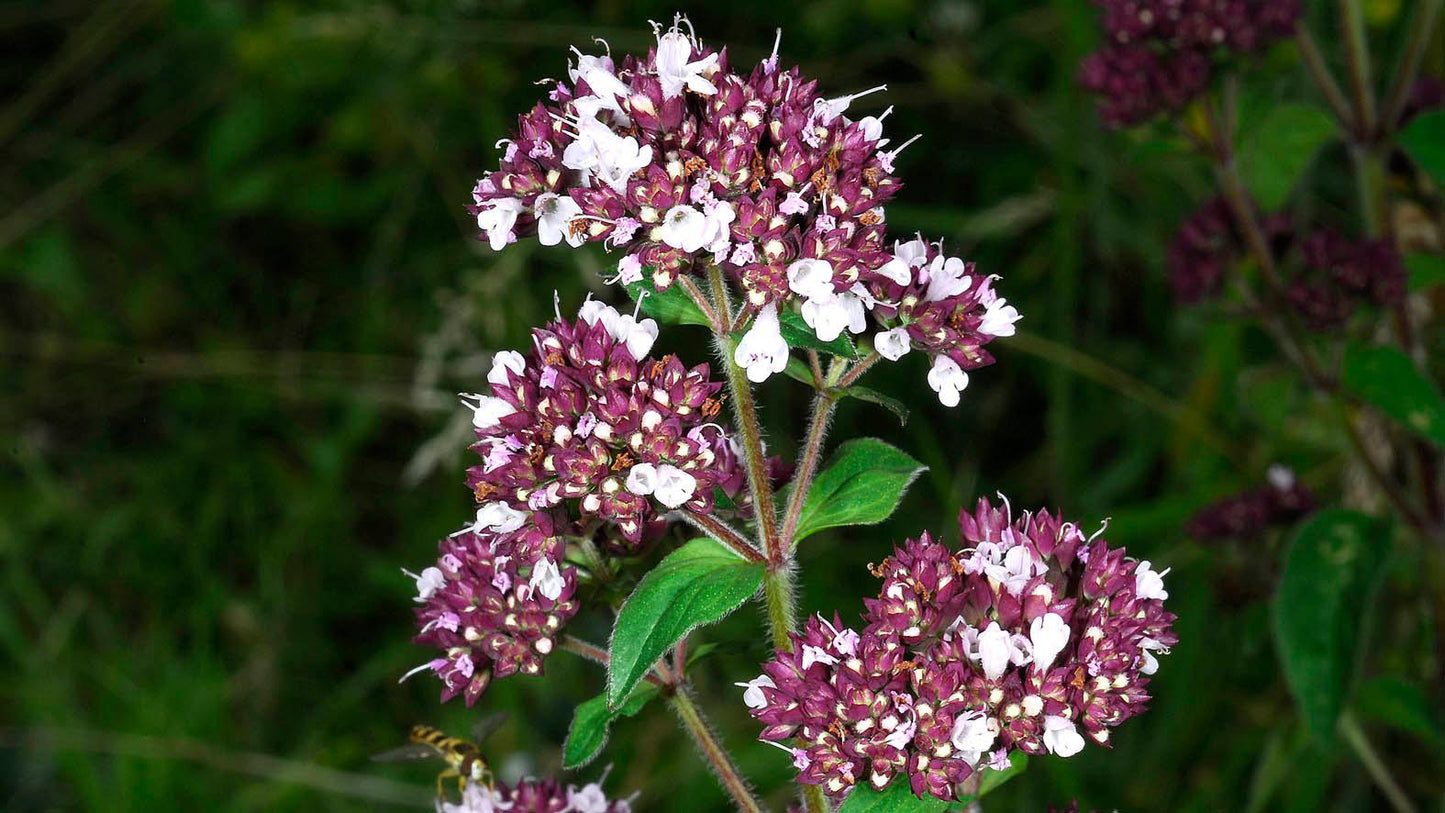 Origanum Vulgare Herb Seeds