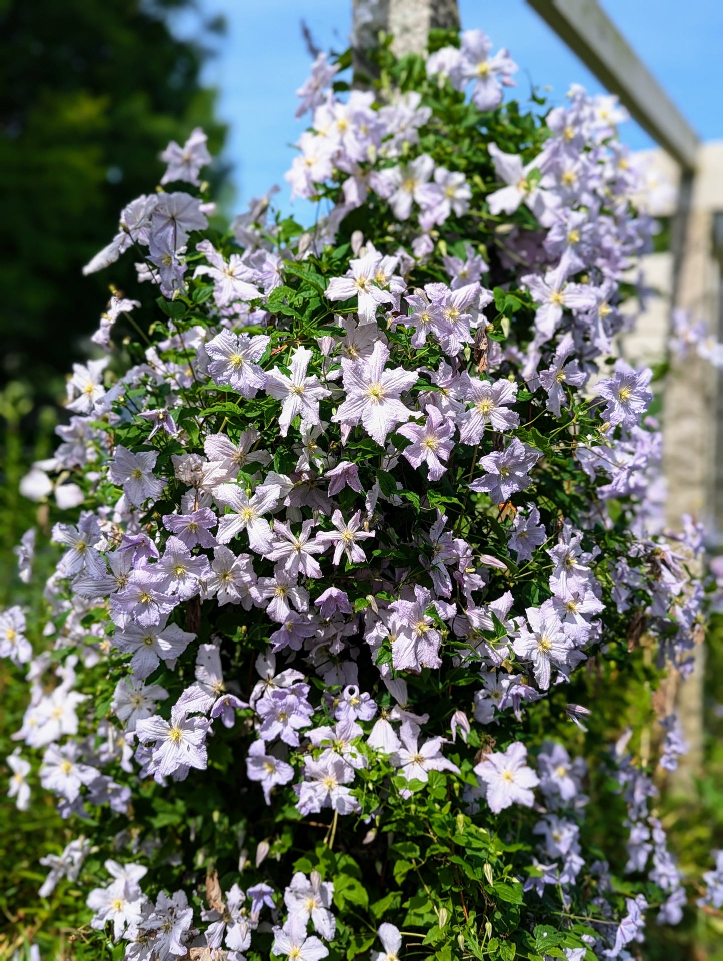 白紫色のクレマチスの花の種