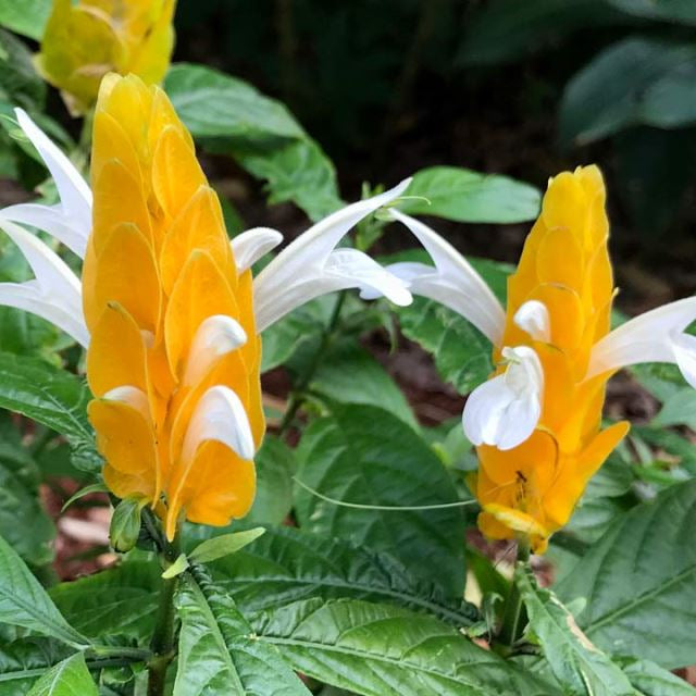 Lutea Flower seeds for Planting - Cut Flower Favorite, Heirloom & GMO Free Seeds for Home Garden
Sale for planting in home garden