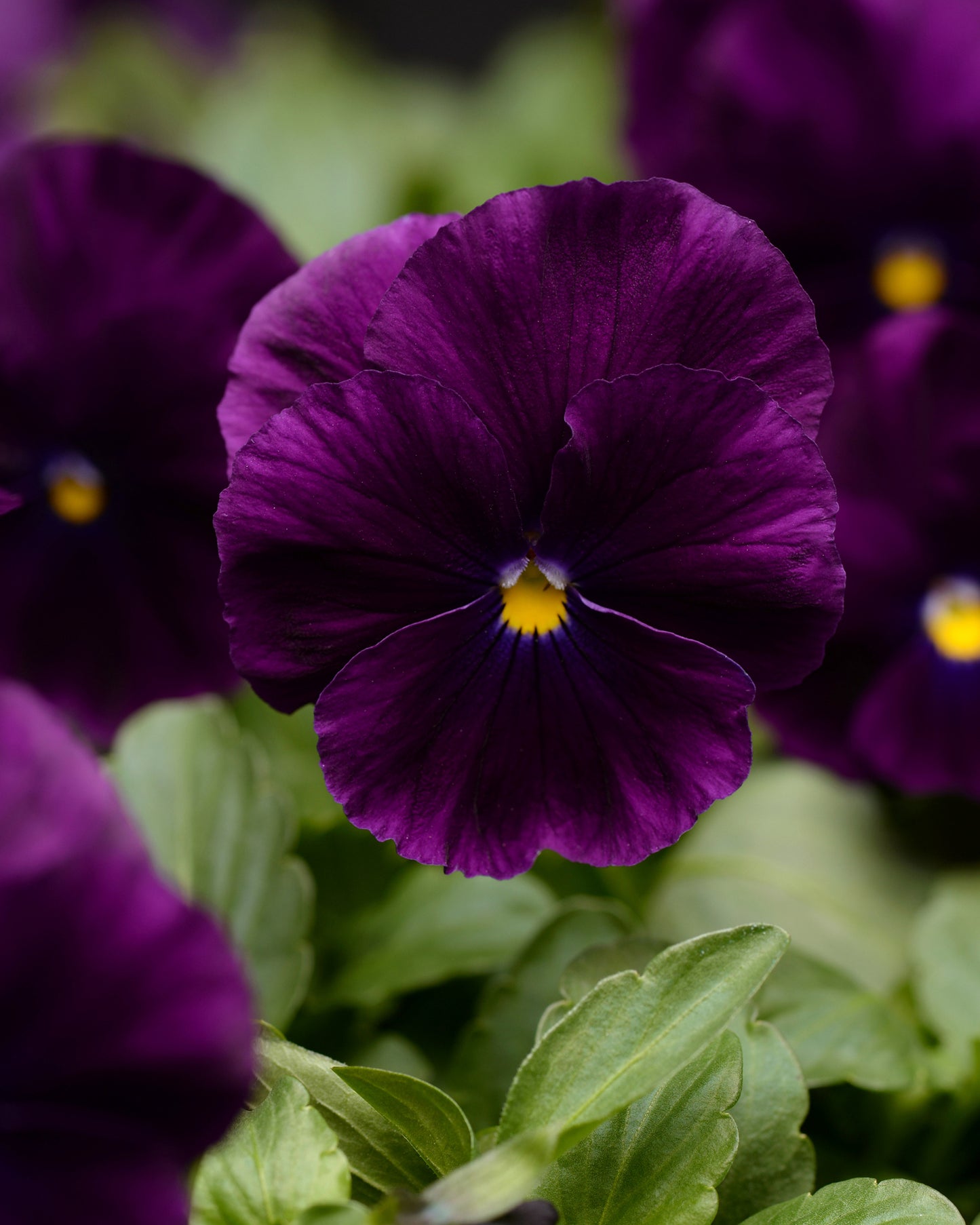 Pansy Violet Flower Seeds