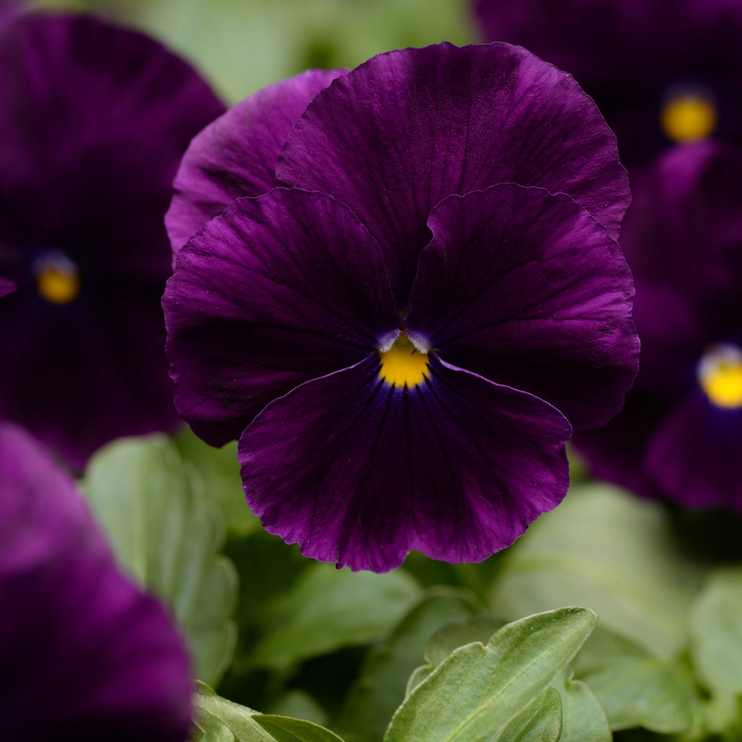 Pansy Violet Flower Seeds