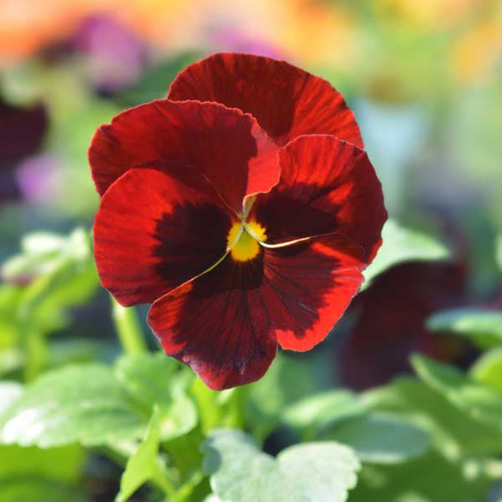 Red & Brown Pansy Flower Seeds