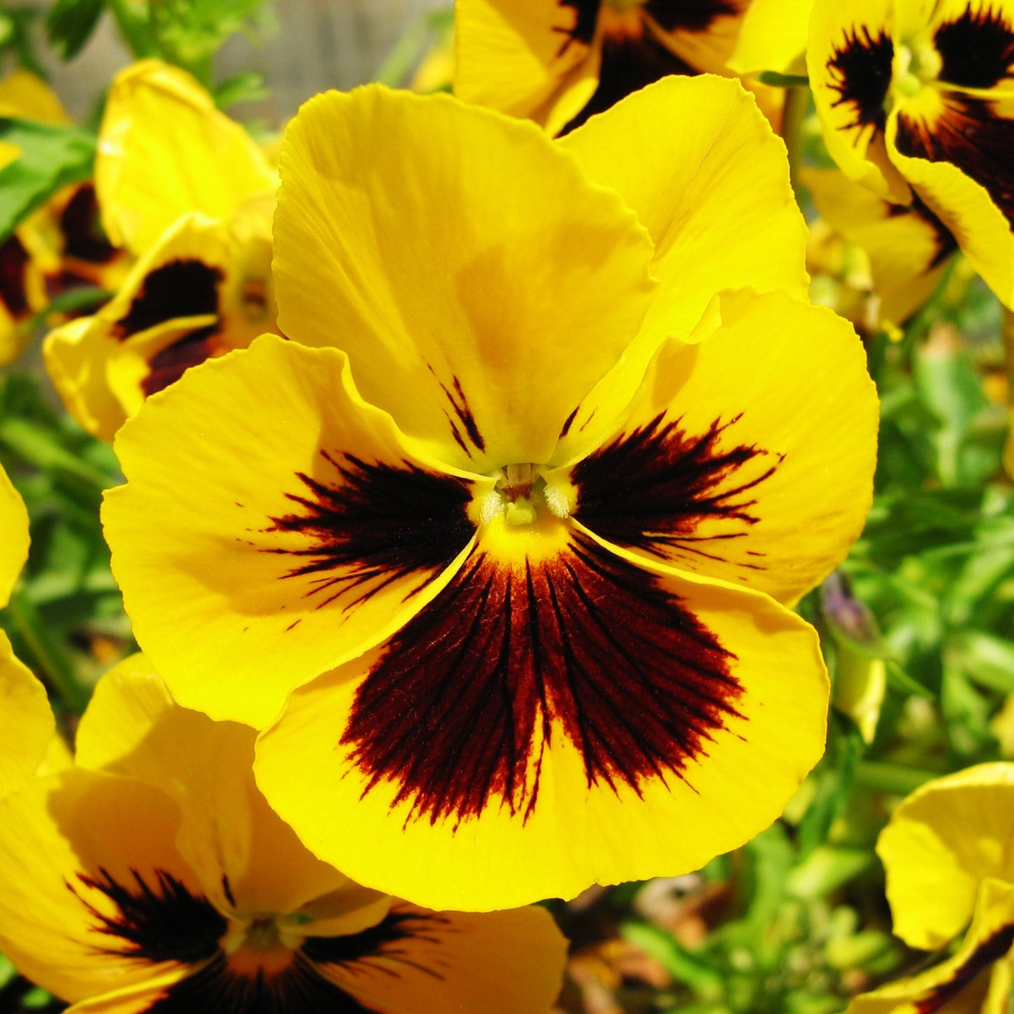 Graines de fleurs de pensée jaunes et brunes