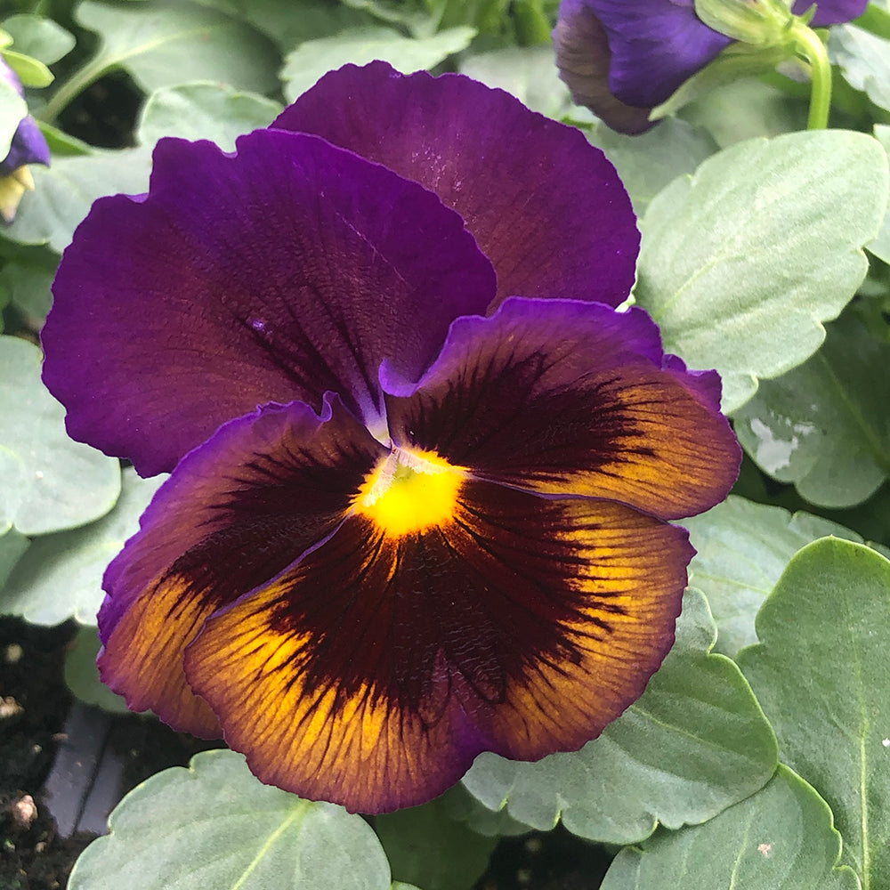 Pansy Viola Flower seeds for Planting Garden Favorite Heirloom & GMO Free Seeds for Home Garden