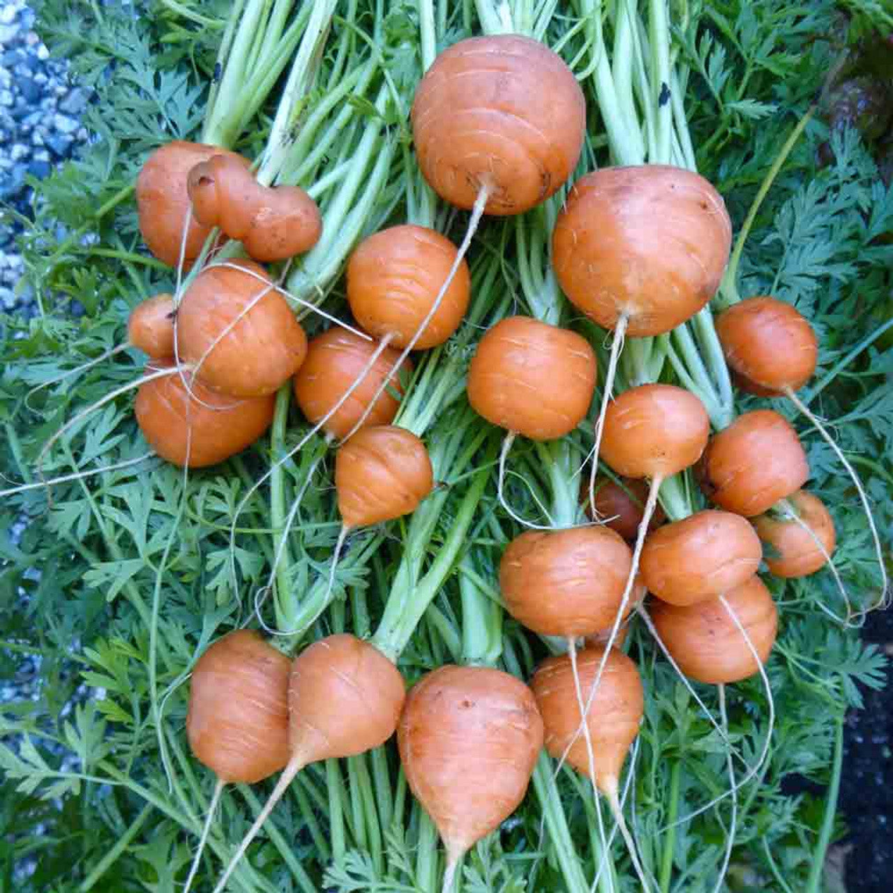 Parisian Carrot Vegetable Seeds