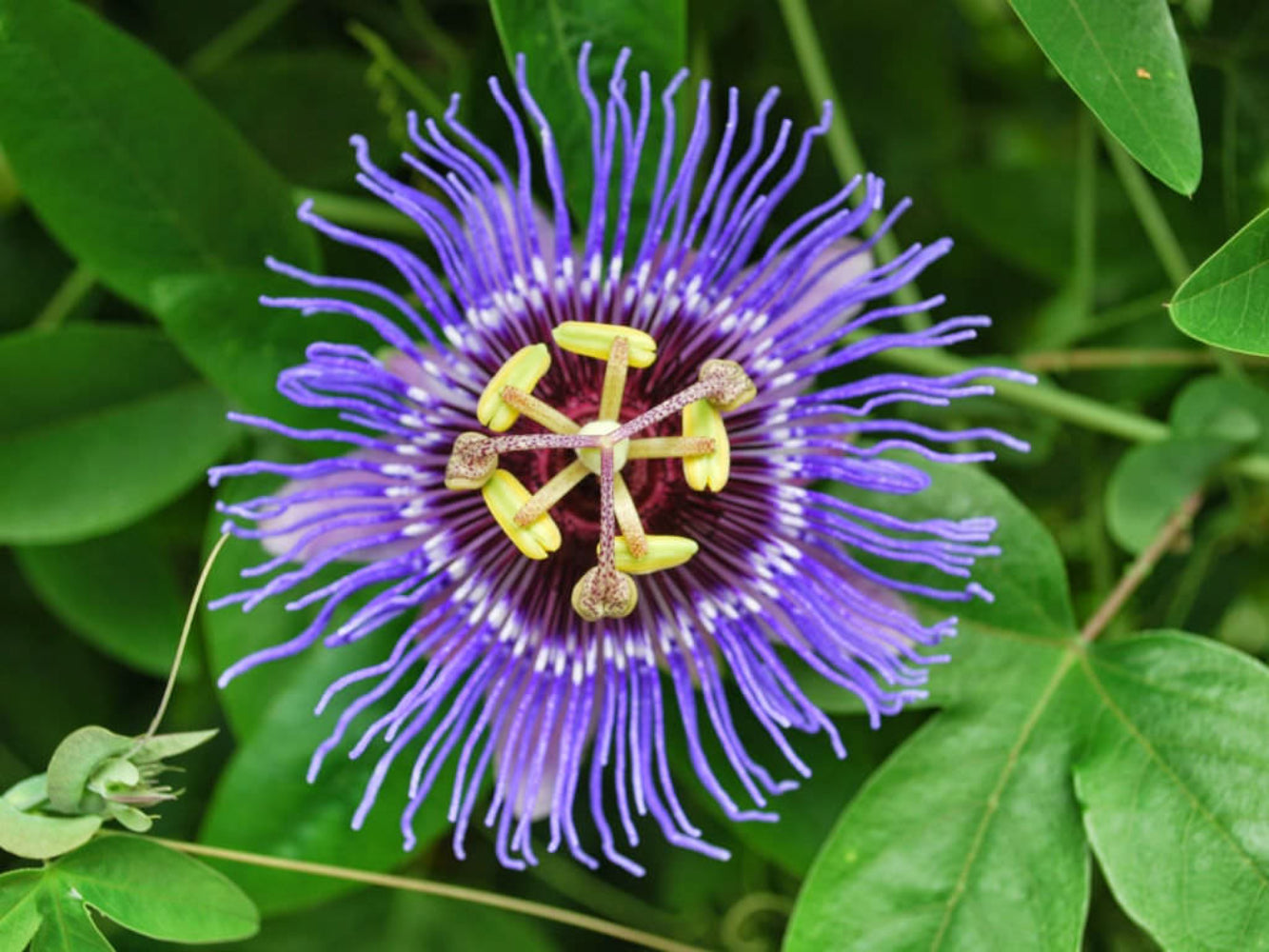 Purple Passionflower Seeds for Planting – Heirloom, Non-GMO, Easy to Grow, Perennial