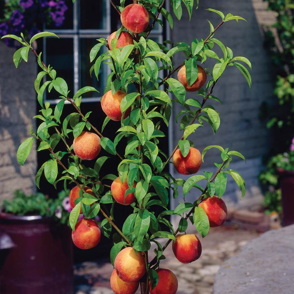 Graines de fruit pêche Bonanza
