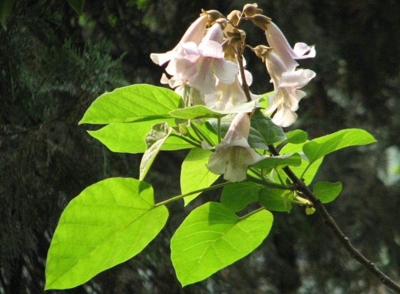 Paulownia Fortunei (Empress Tree) Flower Seeds