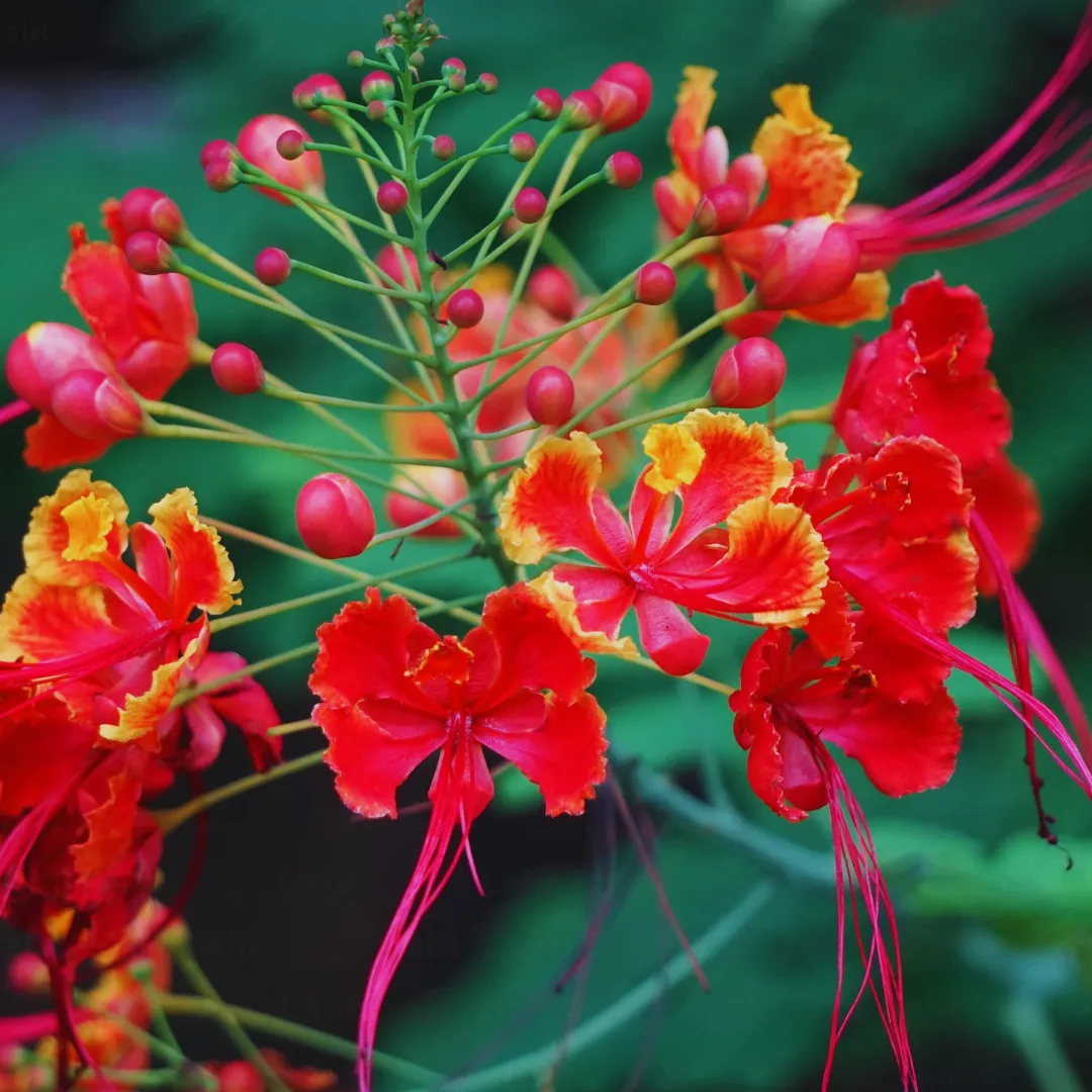 peacock plant seeds Peacock Flower Seeds for Planting – Heirloom, Non-GMO, Easy to Grow, V – Pure Asia Seeds