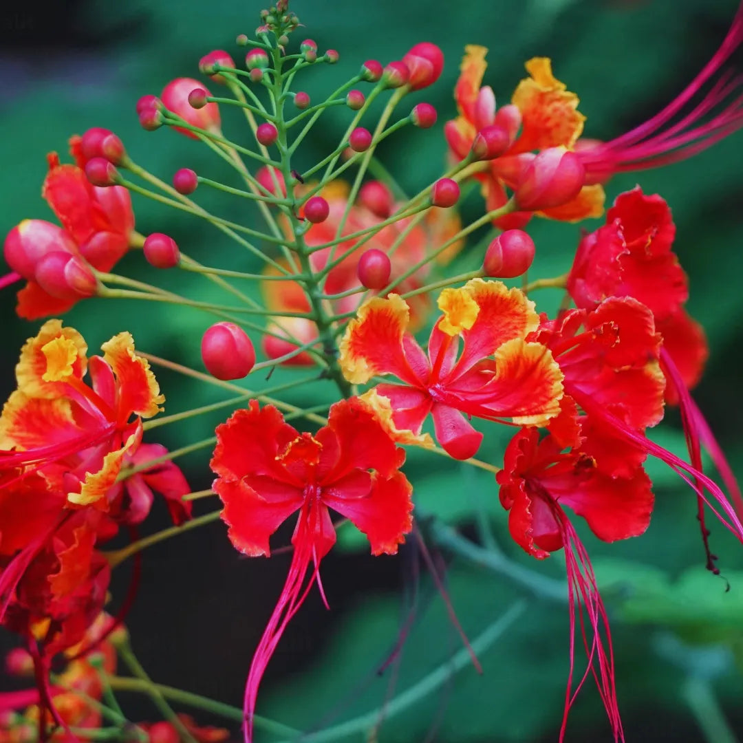 Peacock Flower Seeds