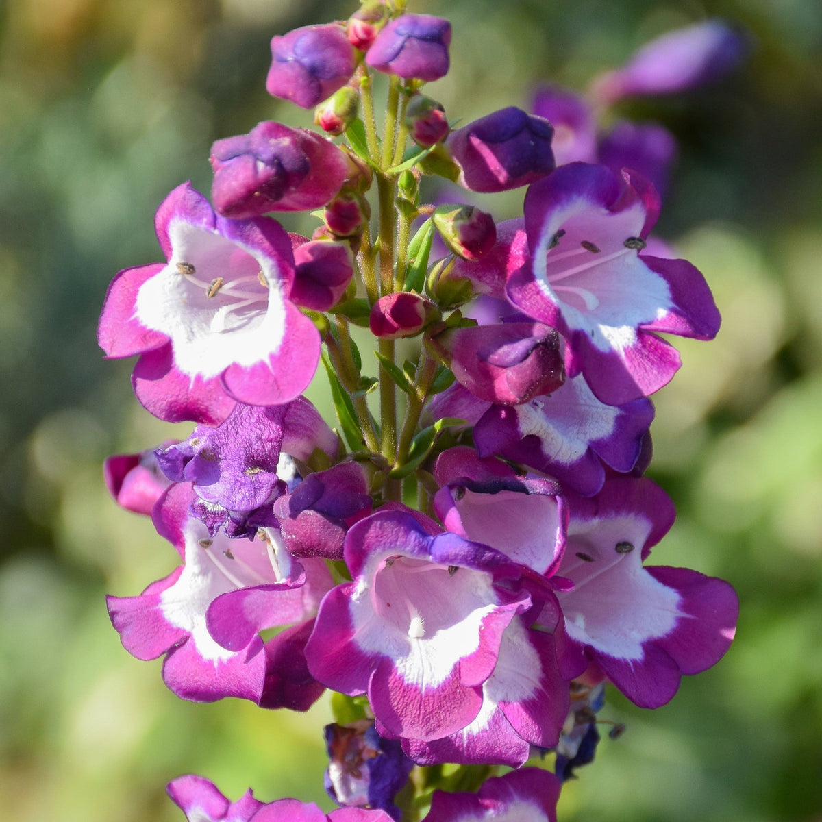 Violet Penstemon Flower seeds for Planting - Bright Blooms, Heirloom & GMO Free Seeds for Home Garden
Sale for planting in home garden