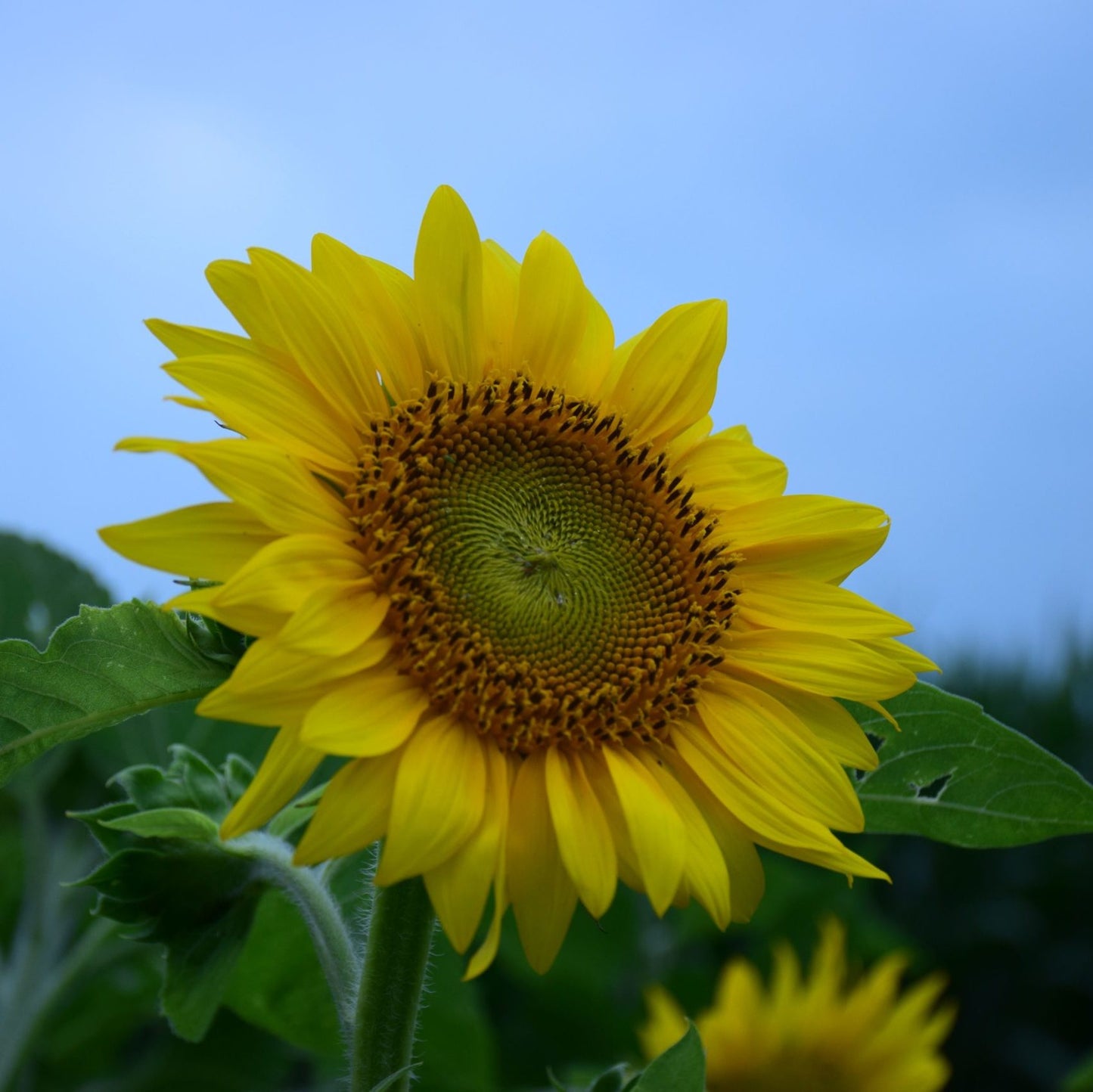 Peredovik Sunflower Seeds