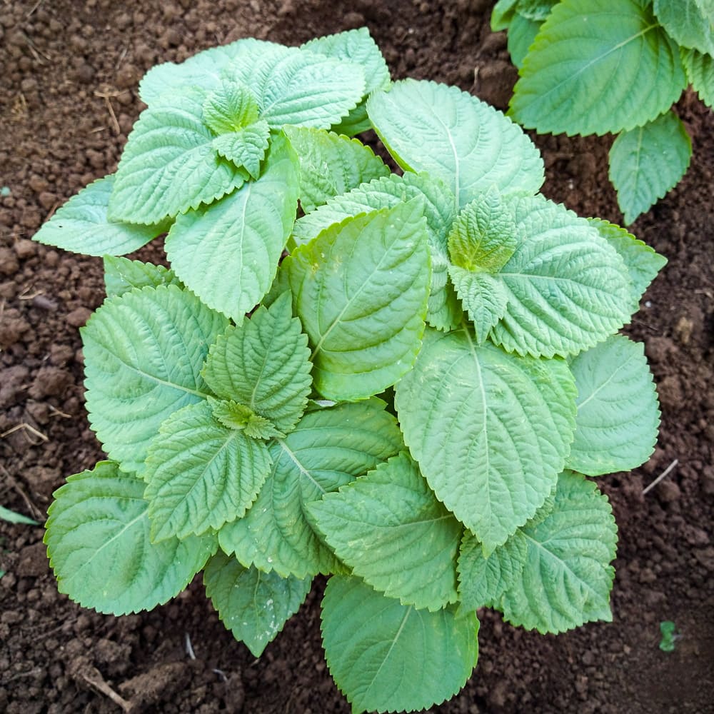 Perilla Herb Seeds